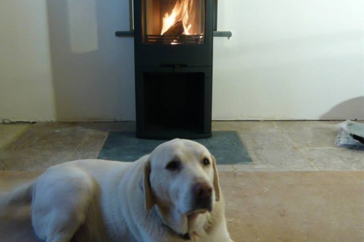 Contura 810 with dog